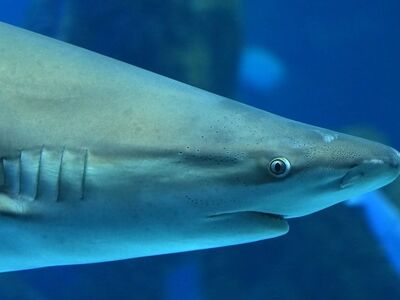 shark, face, eye, close up, sight, nose, animal