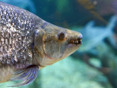 fish, head, teeth, nature, predatory fish, tetra, water, underwater