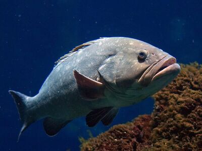 perch, grouper, fish, aquarium, maul, wildlife, animal portrait