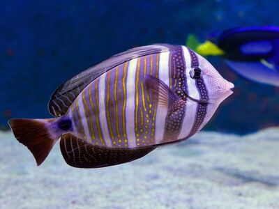 sailfin tang, fish, aquarium, tang, tropical, surgeonfish, cairns aquarium, underwater, stripy fish, reef fish