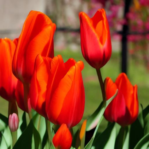 tulip, flower, red, nature, spring, botany, garden, fresh, outdoors, blooming, petal, park, beauty, stem, green, peaceful, vibrant, photography, colorful, decoration, breath — Смешной рисунок