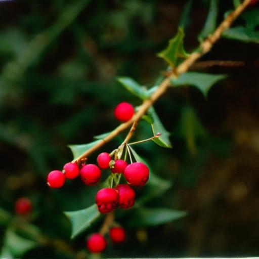 holly, red berries, thorns, green leaves, shrub, poisonous, nature, christmas, autumn, winter, green, red, nature wallpaper, european holly, traditional, evergreen, common, plant, botany — Винтаж