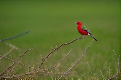 bird, red, green, nature, grass, twig, green background, blooming, graceful, wildlife, biotope, passerine, bird habitat, beauty, smoothness, ornithology, distant view, bird with red head, insect