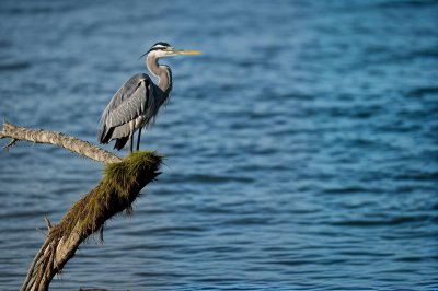 heron, wading bird, bird perched, dark plumage, wildlife, avian, bird portrait, minimalism, blue sky, negative space, wild bird, nature, wetland bird, lookout, solitary bird, feather detail, branch perch, wildlife photography, calm scene, animal behavior
