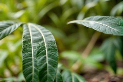 plant, leaves, houseplant, abstract, multicoloured, macro, close up, mobile wallpaper, ipad wallpaper, iphone background