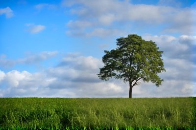 lonely tree, nature, summer, landscape, field, clouds, solitude, sky, environment, beautiful day, calm, blue sky, solitary, outdoors, peaceful, hermit, grass, simplicity, green, conifer