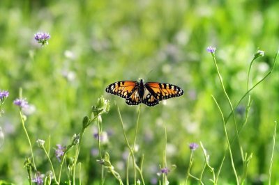 butterfly, meadow, nature, background, meadow plants, butterfly wings, soft color, bokeh effect, macro photography, insect, peaceful, summertime, delicate stems, escape to nature, focus, countryside, charming, relaxation, beautiful wallpaper, environment, go into nature
