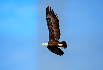 young bald eagle, flying eagle, wild bird, wing, in flight, sky, nature, close-up, ornithology, birdwatching, spring, wildlife, wing pattern, bird of prey, ecosystem health, bird, wildlife observation, birds soaring, landscape, young bird