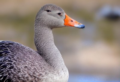 greylag goose, wild goose, bird, nature, feather, beak, wildlife, park, brown, gray, domestic animals, waterfowl, outdoors, curious, calm, fauna, calm face, lonely, close-up, beauty, goose