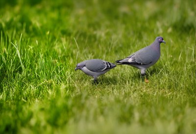 pigeon, grass, green, nature, summer, meadow, birds, wild, wings, calm, background, ground, feather, tranquility, search, still, eye contact, simplicity, pattern