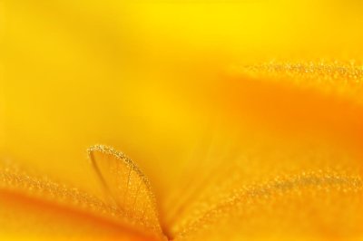 detail, iphone wallpaper, macro, mobile wallpaper 4k, yellow, ipad wallpaper, stamen, blur, wallpaper, flower wallpaper, beautiful wallpaper, abstract, blurred background, flower, mobile wallpaper, nature, botany, phone wallpaper, background, lock screen wallpaper, bright, silhouette, close-up, beautiful flowers, gentle, samsung wallpaper, colorful, floral background, beauty, flower background, aesthetics, softness, art