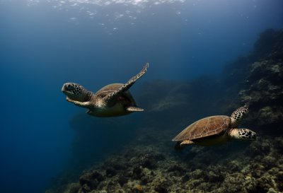 sea turtle, underwater, coral reef, nature, perspective, snorkeling, wilderness, reptile, blue, calm sea, egyptian, ecosystem, travel, adventure, diving, conservation, underwater world, movement, breathing