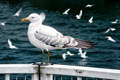 seagull, bird, wildlife, water, railing, feathers, seabirds, fly, nature, beak, coast, white bird, standing, large bird, natural history, ecosystem, prominent beak, stream, horizon, ornithology