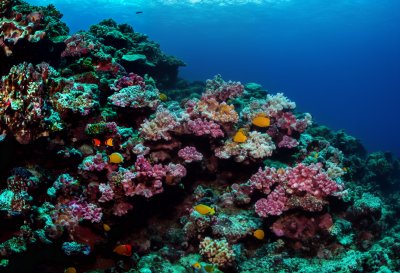 coral reef, underwater photography, corals, sea, school of fish, anthias, jewel anthias, underwater world, diving, blue, light, ocean floor, nature, ecosystem, wilderness, exploration, subtropical, marine life, aesthetics, biosphere