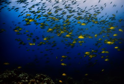sea, ocean, fish, diving, coral reef, underwater, blue, nature, marine life, school of fish, biology, abstract, photography, animals, shadow, day, habitat, sea realm, darkness, pattern