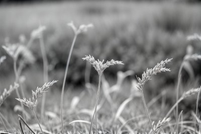 grass, plant, nature, black and white, delicate, abstract, thin, minimalism, fragile, shape, art, background, impressive, impression, harmonic, decorative, gentle, aesthetic, expressive