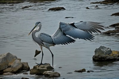 heron, nature, bird, wildlife, wading bird, blue heron, rocks, water, beach, birdwatching, beak, fishing, wings, bay, gray, foraging, quiet, natural habitat, nature observation