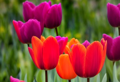 tulips, blooming, garden, spring, flowers, flora, petals, colorful, botany, floriculture, red flowers, vibrant, outdoors, macro, fresh, red, bright light, close-up, beauty, nature