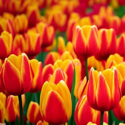 tulips, 4k wallpaper, field, free wallpaper, orange, red, yellow, spring, flower, hd wallpaper, flower wallpaper, blooming, beautiful, botany, flower background, nature, holland, wallpaper hd, full hd wallpaper, dense, floral background, bright, cool backgrounds, background, 4k wallpaper 1920x1080, beautiful flowers, mac wallpaper, wallpaper 4k, desktop backgrounds, windows wallpaper, free background, plant, beautiful wallpaper, garden, large, vibrant, decorative, laptop wallpaper, crop