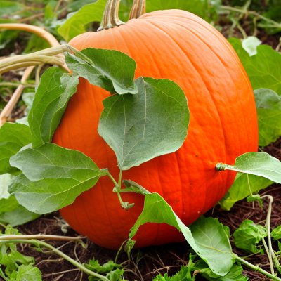 pumpkin, harvest, nature, vegetable, orange, produce, garden, organic, vines, growers, agriculture, soil, autumn, seasonal, farm, crops, tendrils, foliage, ground, hobby
