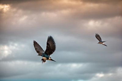 swallow, 4k wallpaper 1920x1080, wallpaper hd, windows wallpaper, bird, beautiful wallpaper, flying, wildlife, nature, 4k wallpaper, hd wallpaper, lake, wings, cool backgrounds, free background, blue, wallpaper 4k, brown, desktop backgrounds, background, european, soaring, free wallpaper, laptop wallpaper, mac wallpaper, wild, sunlight, ecology, natural environment, full hd wallpaper, morning