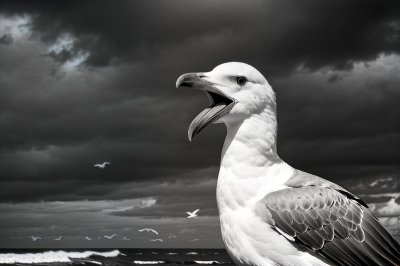 seagull, wings, plumage, beak, open, squawk, maritime, beach, bird, fauna, wildness, nature, sky, fly, wing, loud, natural, animal, mates, ornithology