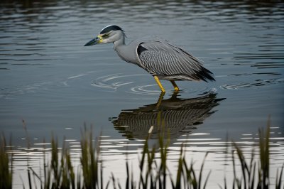 yellow-crowned night heron, bird, wildlife, nature, water, shorebird, avian, ornithology, animal, bay, natural habitat, bird watching, gray color, bird feeding, curiosity, green grass, rippled surface, calm, nature observation, afternoon