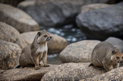 rock hyrax, animal, fauna, rocks, nature