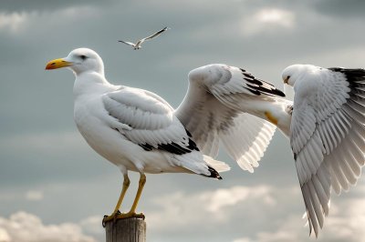 seagull, bird, nature, beak, head, eyes, yellow legs, wings, beak open, detail, vocalization, environment, natural light, yellow color, animal, natural habitat, animal portrait, bright eyes, summer time