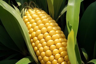corn, harvest, close-up, agriculture, yellow, plant, crop, food, spices, white, fresh, natural, leaf, texture, vegetarian, growing, cornfield, corn plant, vitamins, fiber