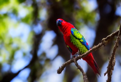 crimson rosella, rosella, parrot, bird, wildlife, nature, feathers, plumage, ornithology, birdwatching, wings, colourful, wild, perched, australia, platycercus elegans, immature, untamed, animal