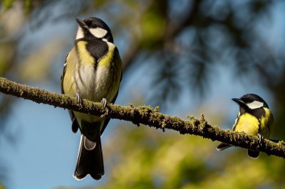 great tit, nature, windows wallpaper, bird, free background, yellow, wallpaper 4k, beautiful wallpaper, full hd wallpaper, branch, cool backgrounds, blue sky, 4k wallpaper 1920x1080, forest, sunny, outdoor, feathers, songbird, wildlife, 4k wallpaper, bokeh, background, tree, free wallpaper, wallpaper hd, mac wallpaper, desktop backgrounds, perch, laptop wallpaper, parus major, hd wallpaper, avian