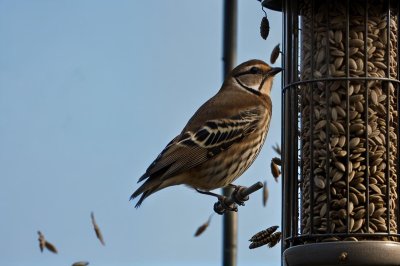 bird, wild bird, feeder, bird at feeder, sunflower seeds, wildlife, photography, nature, birdwatching, gray bird, nature in detail, camera, ornithology, bird behavior, nature at home, detailed view, blue sky, four seasons, observation