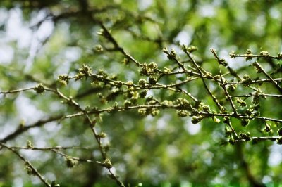 cedar, buds, tree, needles, twig, green, forest, nature, flora, botany, soft, detail, macro, cultivation, horticulture, traditional, decorative, ecological, fragrance