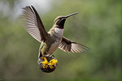 hummingbird, nature, bird, flight, wildlife, feeder, wings, flying, beauty, closeup, natural, colorful, fast, nectar, small, ecosystem, rufous, sun-kissed, feeding