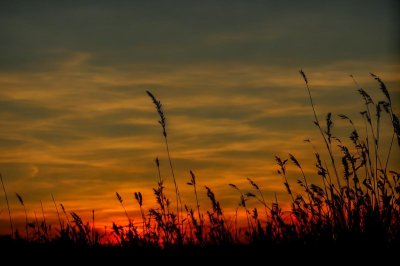 nature, sunset, silhouettes, grass, orange sky, autumn, dazzling, calm, beauty, sun rays, evening, romantic, quiet scenery, shadows, golden hour, natural beauty, west, light, beautiful scenery, sky