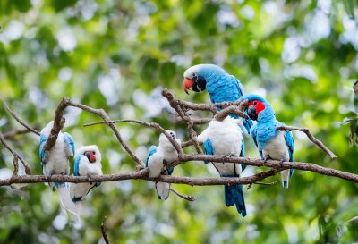 gang-gang cockatoo, parrot, avian, ornithology, bird watching, feathers, nature, wildlife, wild bird, beak, victoria, australia, australian, feeding, grass, grey, black, crest, four, field