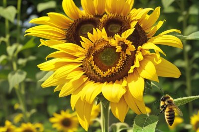 sunflower, bee, insect, nature, yellow flower, summer flower, agriculture, rural, pollination, botany, blossom, summer season, flower wallpaper, plant, summer nature, agricultural field, natural beauty, garden, summer atmosphere