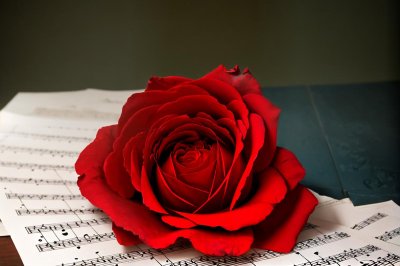 rose, red, sheet music, music, romance, valentine's day, flower, love, bloom, emotional, decorative, inspiration, melody, celebration, romantic, musical, concert, joy, fruit of love, wedding day, unusual