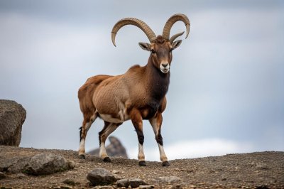 ibex, animal, nature, rocks, sky, mammal, rear view, mountainous, air, outdoors, individual, landscape, wild, natural, frontal view, day, beautiful, nature conservation, mountain region