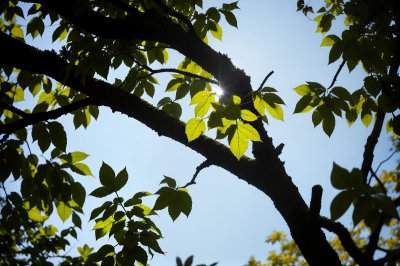 tree, leaf, nature, flying leaf, spring, summer, sunlit, autumn, green, twig, stem, bright, silhouette, natural background, radiant, outdoor, nature imagery, background, magnified