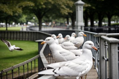 seagull, bird, railing, park, outdoor, sunny, flock, row, winter, beautiful wallpaper, nature, bench, white, fly, peaceful, calm, background, rest, silence, positive, clear