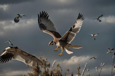 falcon, bird, predator, flying, animal, wings, hunting, freedom, wild, bird of prey, nature, forest, carnivore, sky, flight, wilderness, ecosystem, natural, glider