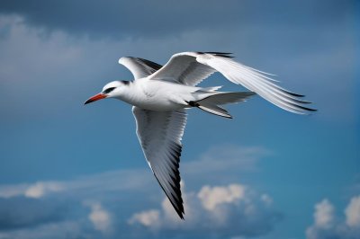 bird, tern, free background, flying, full hd wallpaper, desktop backgrounds, water, 4k wallpaper, blue, 4k wallpaper 1920x1080, background, free wallpaper, mac wallpaper, wing, windows wallpaper, feather, sea, nature, cool backgrounds, animal, wild, wallpaper 4k, freedom, natural, hd wallpaper, wingtip, laptop wallpaper, beautiful wallpaper, tail, ocean, bleaching, wallpaper hd, wildlife