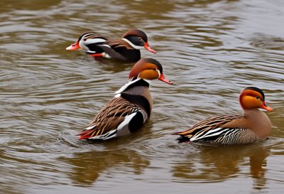 mandarin duck, duck, nature, bird, animal, waterbird, wildlife, water, feathers, plumage, natural habitat, lake, wild, floating, exotic bird, wild duck, pond, beak, aquatic plant, aquatic environment