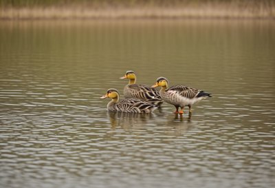 ducks, ducklings, birds, waterbirds, wildlife, feathers, water, ornithology, birdwatching, fauna, spring, juvenile, nature, animals, nesting, ecology, winter, natural environment, fresh, slippery, calm