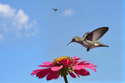 hummingbird, butterfly, zinnia, flower, blue sky, macro photography, flying, nectar, garden, winged, natural, environment, zoological, detail, nature, pollination, color, surrounding, life, evening