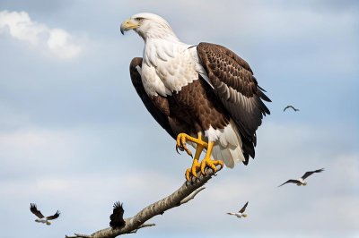 eagle, fish eagle, bird, raptor, african fish eagle, plumage, predator, nature, light, moment capture, view, wildlife, tree, airy, dominance, freedom, sky, large bird, white head, space, birdwatching