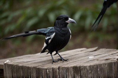 magpie, bird, wildlife, animal, plumage, beak, avian, biodiversity, ornithology, birdwatching, outdoors, nature, black head, rocky ground, grass, posture, shaded, daylight, natural habitat