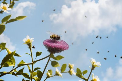 bee, nature, flower, pollination, wings, blue sky, macro, flight, blooming season, warm weather, natural, garden, green, insect on flower, nature beauty, outdoor, environment, colorful flowers, wildlife, flying insect